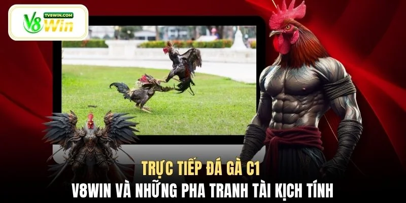 Trực tiếp đá gà C1 V8WIN và những pha tranh tài kịch tính
